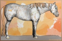 Horse Color:Smoky Black Pearl Sabino Appaloosa 