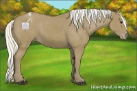 Horse Color:Silver Smoky Black Appaloosa 