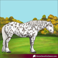Horse Color:Silver Black Appaloosa 
