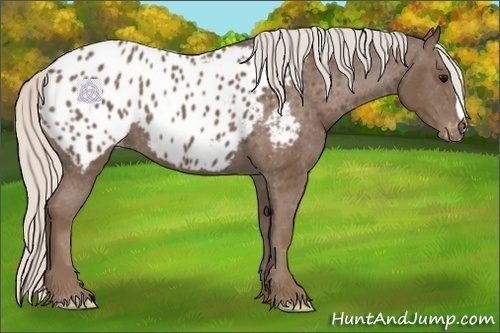 Horse Color:Silver Black Near Leopard