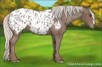 Horse Color:Silver Black Appaloosa 