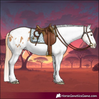 Horse Color:Chestnut Tobiano Appaloosa