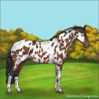 Horse Color:Bay Tobiano Appaloosa 