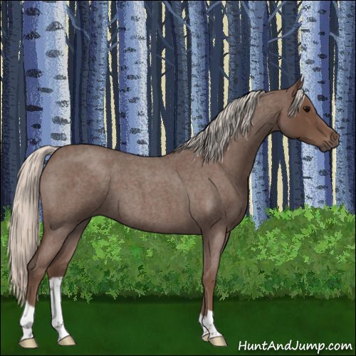 Horse Color:Silver Blue Roan