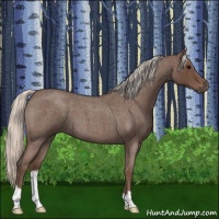 Horse Color:Silver Blue Roan