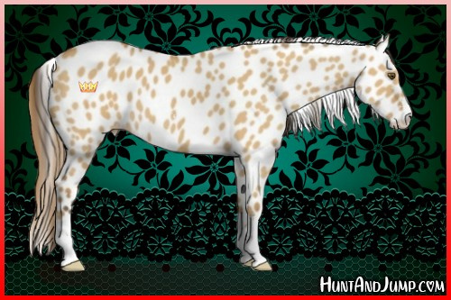 Horse Color:Buckskin Dun Sabino Appaloosa 