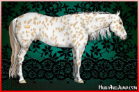 Horse Color:Buckskin Dun Sabino Appaloosa 