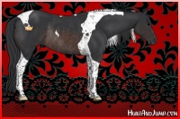 Horse Color:Brown Tobiano Rabicano