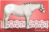 Horse Color:Red Roan Appaloosa 