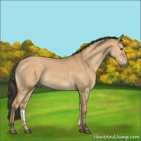 Horse Color:Bay Dun