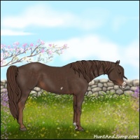 Horse Color:Liver Chestnut Frame 