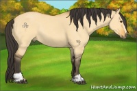 Horse Color:Buckskin Dun Sabino Rabicano