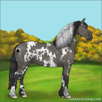 Horse Color:White Spotted Grullo 