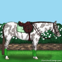 Horse Color:Liver Red Ice Roan Appaloosa 