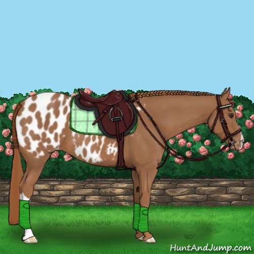 Horse Color:Chestnut Appaloosa 