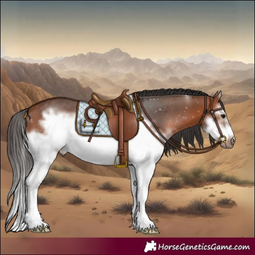 Horse Color:White Spotted Bay Splash Frame 