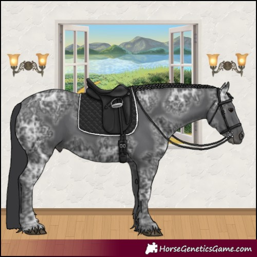 Horse Color:Black Ice 