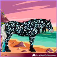 Horse Color:Palomino Appaloosa Rabicano
