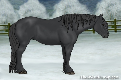 Horse Color:Black 