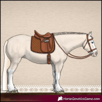 Horse Color:Perlino Splash