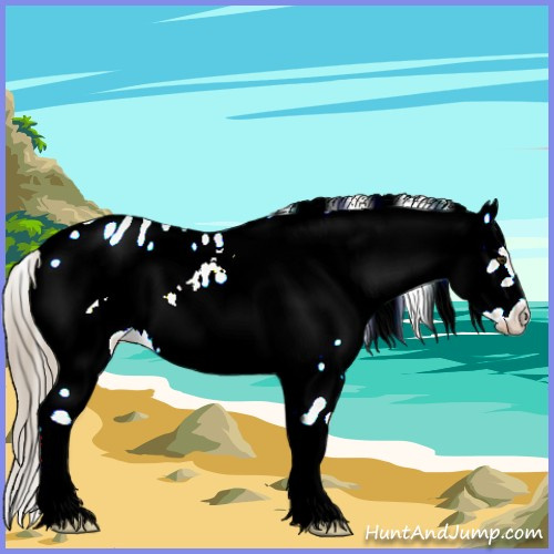 Horse Color:Chocolate Palomino Dun Sabino Frame Appaloosa 