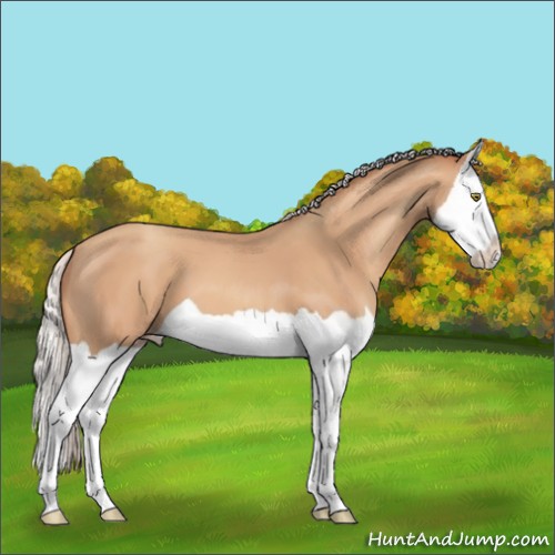 Horse Color:Silver Amber Champagne Splash 