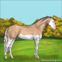 Horse Color:Silver Amber Champagne Splash