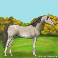 Horse Color:Classic Cream Champagne Ice 