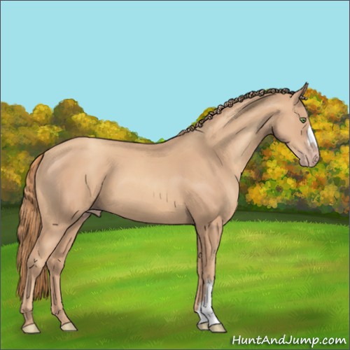 Horse Color:Gold Champagne 