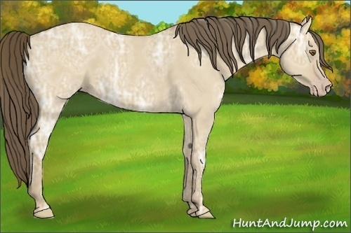 Horse Color:Classic Cream Champagne Ice Dun 