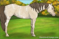 Horse Color:Classic Cream Champagne Ice Dun 