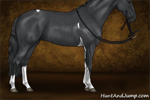Horse Color:Blue Roan Tobiano
