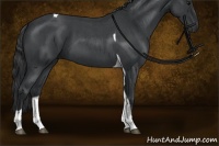 Horse Color:Blue Roan Tobiano 