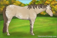 Horse Color:Classic Cream Champagne Ice 