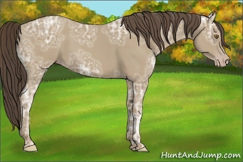 Horse Color:Classic Cream Champagne Ice 