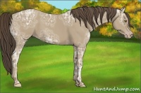 Horse Color:Classic Cream Champagne Ice 