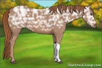 Horse Color:Chestnut Ice 