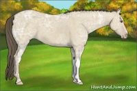 Horse Color:Classic Cream Champagne Ice Dun 