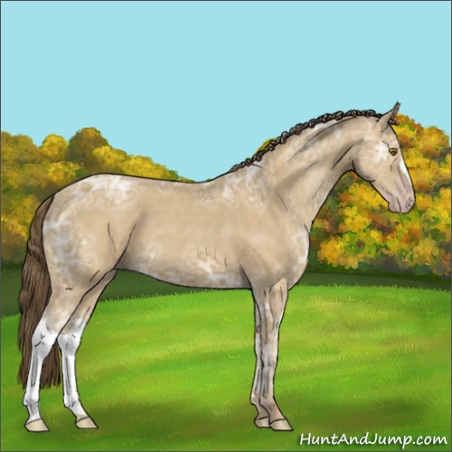 Horse Color:Classic Cream Champagne Ice