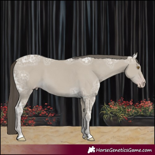 Horse Color:Classic Cream Champagne Ice 
