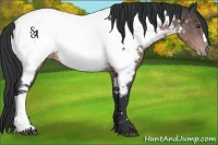 Horse Color:Platinum Bay Near Fewspot 