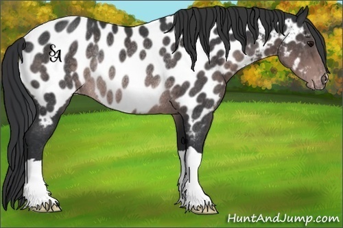 Horse Color:Platinum Brown Near Leopard Rabicano 