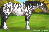 Horse Color:Platinum Brown Appaloosa Rabicano 