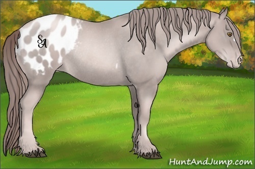 Horse Color:Platinum Liver Chestnut Pearl Appaloosa Rabicano 
