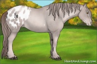 Horse Color:Platinum Liver Chestnut Pearl Appaloosa Rabicano 