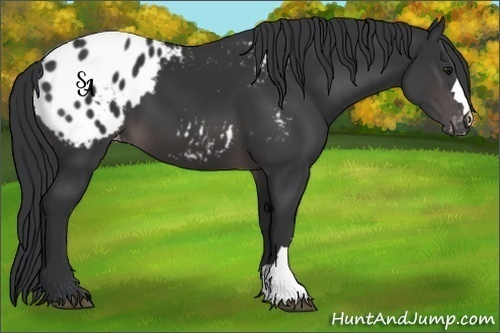 Horse Color:Platinum Brown Appaloosa