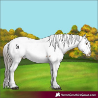 Horse Color:Platinum Bay Near Fewspot Rabicano 