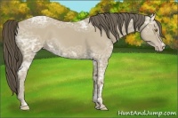 Horse Color:Classic Cream Champagne Ice