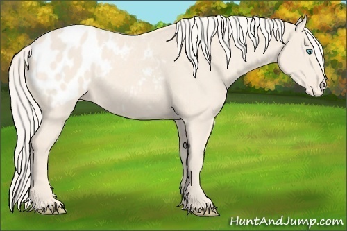 Horse Color:Cremello Appaloosa 