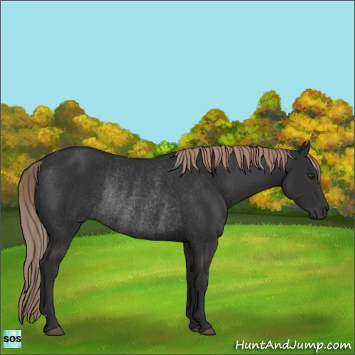 Horse Color:Liver Chestnut Rabicano 
